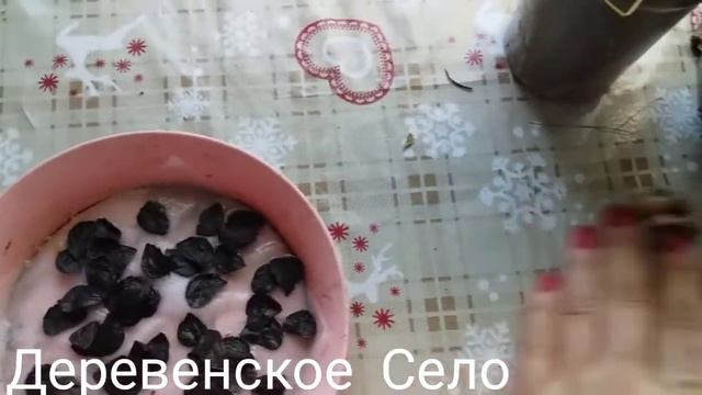 Гиппеаструм,сею семена гиппеаструма .когда зацветёт ?#ДеревенскоеСело