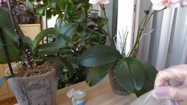 ПЯТНА на листьях. Лечим. Препарат ОСТОРОЖНОСТЬ в применении. Фантом с ОБУГЛЕННЫМИ КОРНЯМИ, СПАСЛА? смотреть онлайн