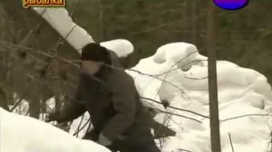 Петля на волка. Вологодская область.