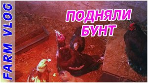 Farm Vlog_ Утиная забастовка _ Бонапарт _ Жизнь в деревне _ Farm Life