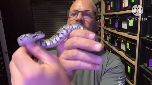 Ball python breeding. Assist feeding hatchlings that won’t eat.