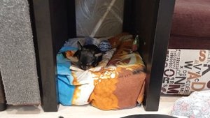 Лоток для собак. Стоит ли покупать? Чихуахуа проблемы с туалетом.