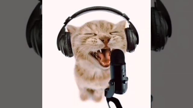 CATJAM