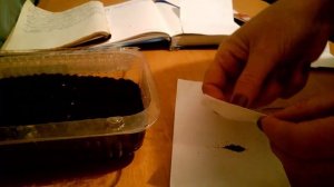 АСТИЛЬБА - сеем семена, как вырастить.