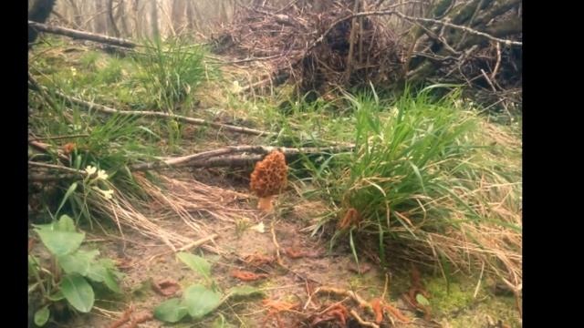 Colmenilla Morchella Murgola Morel Karraspiña abril de 2016. смотреть онлайн