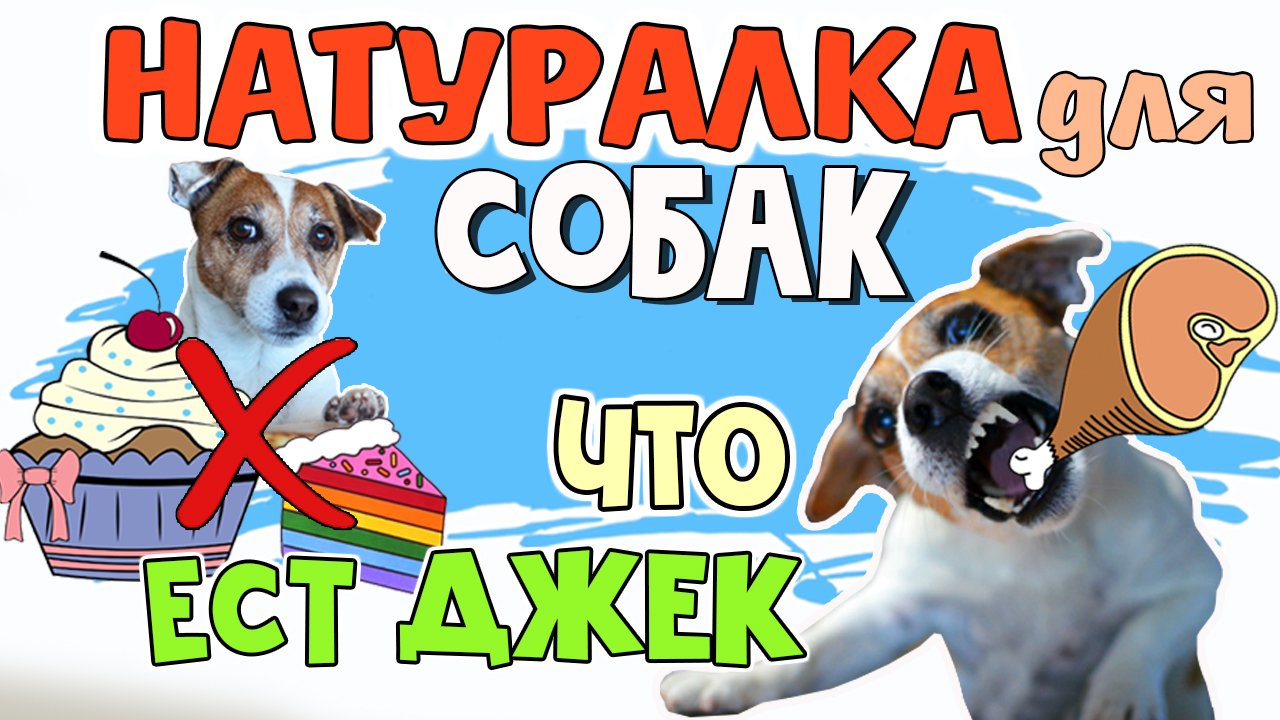 ЧЕМ КОРМИТЬ СОБАКУ НА НАТУРАЛКЕ. Как правильно кормить собаку натуралкой. Рацион питания собаки