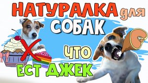 ЧЕМ КОРМИТЬ СОБАКУ НА НАТУРАЛКЕ. Как правильно кормить собаку натуралкой. Рацион питания собаки