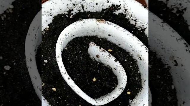 Сеем томаты в улитку смотреть онлайн