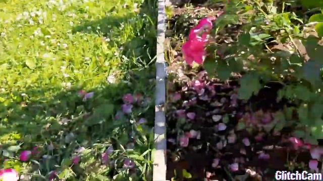 Розы в моем саду . Готовим розы ко второму цветению . Подкормка,обрезка.