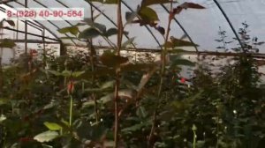 Роза Катерина