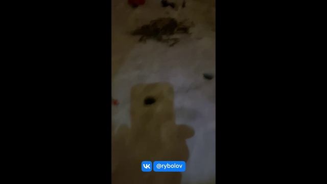 Задержаны браконьеры в Орехово-Зуево.