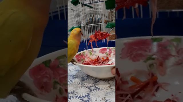 Салат для попугайчика смотреть онлайн