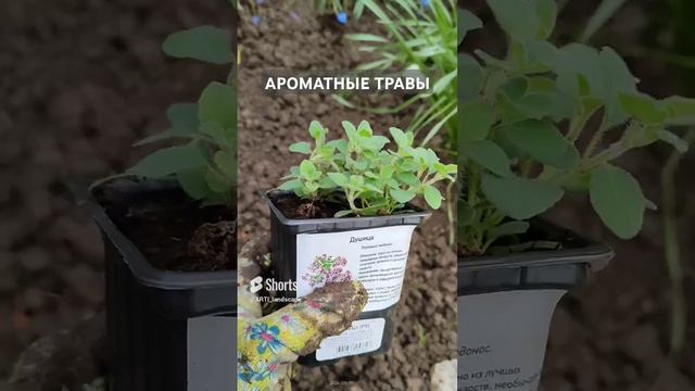 Ароматные травы на даче_ душица. Как из одного растения сделать несколько.
