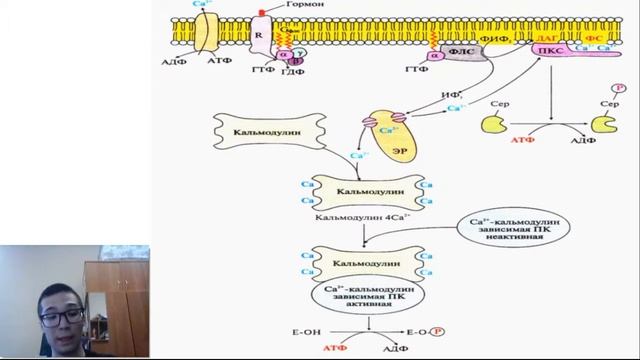 Биологические мембраны и вторичные менеджеры | Биохимия смотреть онлайн
