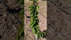 Формировка черешни по системе Столбчатая моноось.