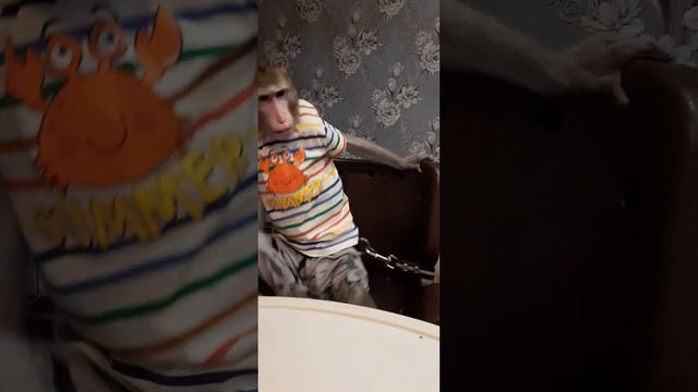 "Руку дай"  или талантливый актер в деле #monkey #обезьяна #дикиеживотные