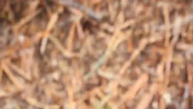 Прогулка в лес. Клещи. Сгоревшее зимовье. смотреть онлайн