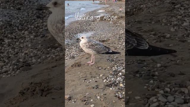 Просто чайка гуляет по пляжу #черноеморе #четыредевочки #крым #чайка #чацканаморе #чайканапляже смотреть онлайн