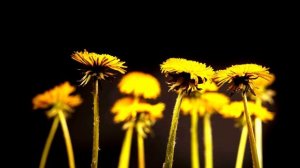 Футаж HD.  Одуванчики