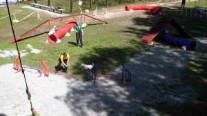 аджилити 2 парсон рассел терьер