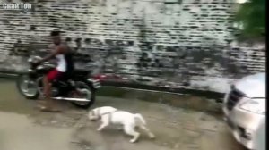 ПИТБУЛЬ против ГЕПАРДА ! КТО СИЛЬНЕЕ ?