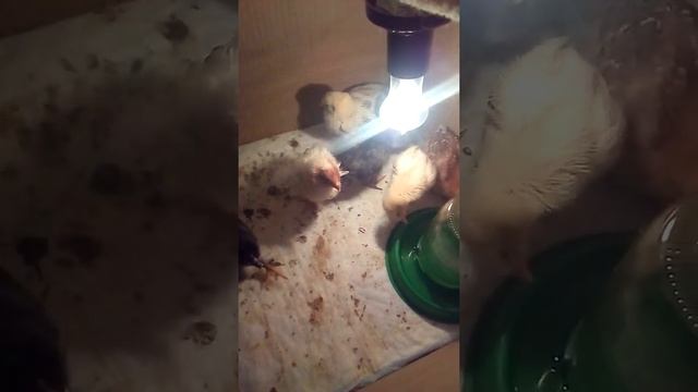 Двухнедельные цыплята смотреть онлайн