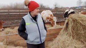 НАШИ МАЛЕНЬКИЕ КОРОВЫ ДЖЕРСИ! ОБЗОР ХОЗЯЙСТВА. ДЕРЕВЕНСКИЕ ХЛОПОТЫ....