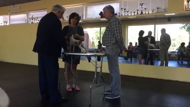 Оценка той-фокстерьера смотреть онлайн