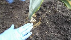 ПРАВИЛЬНАЯ ПОСАДКА ИРИСОВ.ЕСЛИ ПРИДЕРЖИВАТЬСЯ ТАКИХ ПРАВИЛ, ТО ИРИСЫ БУДУТ ЦВЕСТИ КАЖДЫЙ ГОД.