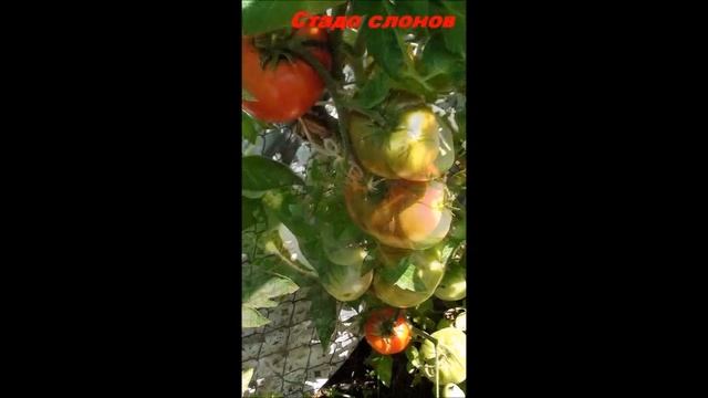 Томат сорт Стадо слонов смотреть онлайн
