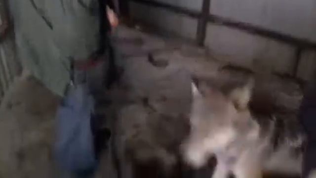 Как надеть шлейку/ошейник на волка?