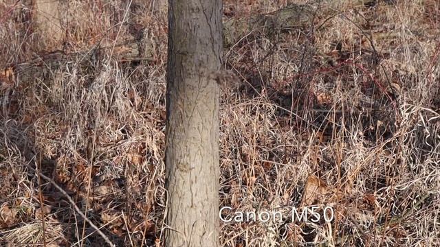 Which camera is better? Canon M50 or SONY A5100 смотреть онлайн