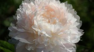 Пион Памяти aкадемика Цицина / Peony Pamyati akademika Tsitsina. Пионы Н.С. Красновой