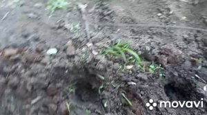 19. ВЫСАДКА БАТАТА В ОТКРЫТЫЙ ГРУНТ. БАТАТ. ОГОРОД НА КУБАНИ