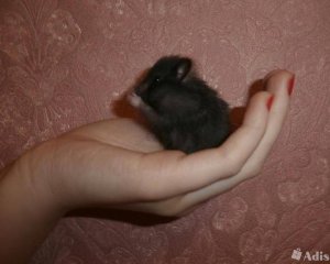 ПРИРУЧАЮ ЧЕРНОГО ХОМЯКА