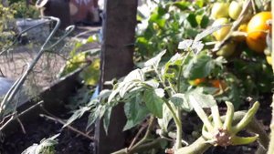 Томат Мясной завтрак! Полный обзор томата