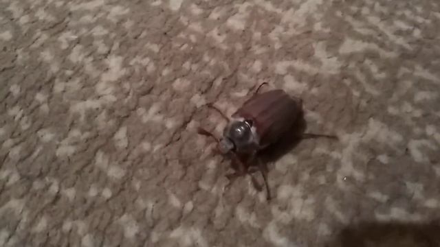 Майский жук смотреть онлайн