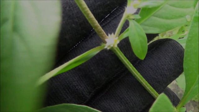 Sanguinaria (Alternanthera ficoidea) - part 1 смотреть онлайн