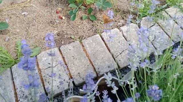 Цветение лаванды... смотреть онлайн