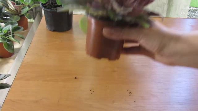 КАК ОТПОИТЬ ПЕРЕСУШЕННУЮ ФИАЛКУ РЕАНИМАЦИЯ смотреть онлайн