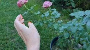 Розы в саду. Сорт розы "Тиара" (#Rose #Tiara)