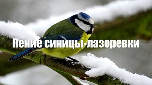 Звук природы.Пение синицы-лазоревки
