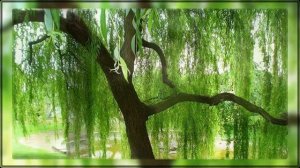 ИВУШКА ПЛАКУЧАЯ (поёт Оля Банникова)