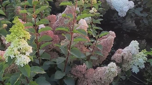 Строберри Блоссом, Ванила Фрайз, Фрайз Мельба, Сильвер Доллар, Коттон Крим, Литтл Лайм смотреть онлайн