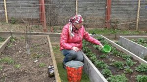 Уход за клубникой в мае