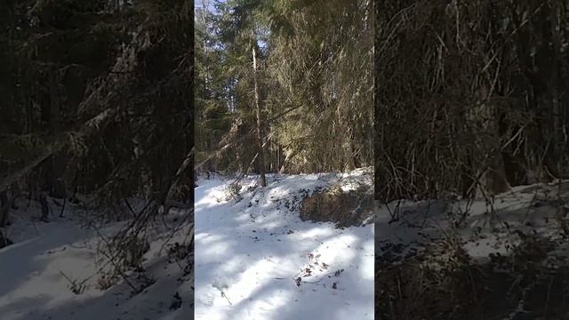 осень 2022.охота на лося с собаками смотреть онлайн