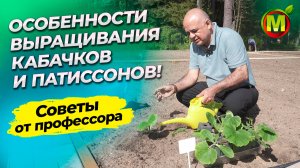 Особенности выращивания кабачков и патиссонов