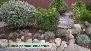 Обрезка лаванды. Формировка кустов.Осенний уход.