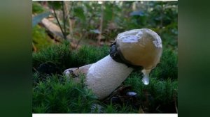 Смешные картинки про грибы