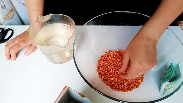 Нужно ли замачивать кукурузу перед посадкой